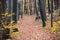 Autumn in the forest. Colourful leaves on the path in the woods