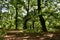 Autumn forest colours. Path, oaks and foliage. Tree trunks, branches and green leaves. Sun light with shadows. Galicia, Spain.