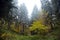 Autumn forest, coniferous and deciduous trees and shrubs on the slope of the ravine, nature in foggy morning