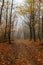 Autumn forest with country road. Amazing forest with vibrant foliage in the fog.