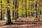 Autumn forest, deciduous beech trees, Chriby, Czechia