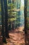 Autumn forest, deciduous beech trees, Chriby, Czechia