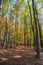 Autumn forest, deciduous beech trees, Chriby, Czechia