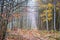 Autumn forest with dirt road and trees with multicolored leaves. Autumn landscape with old forest_