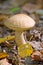 Autumn forest eatable mushroom