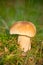 Autumn forest eatable mushroom