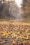 Autumn forest with fallen leaves on the path. Very shallow depth of field on maple leaves on the ground