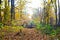 Autumn forest with fallen trees that overlap the road_