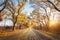 Autumn forest. Forest with country road at sunset