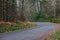 Autumn forest with golden ferns and shrubbery along roadway