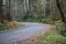 Autumn forest with golden ferns and shrubbery along roadway