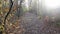 Autumn forest with golden and green foliage on the trees and on the ground. Autumnal road leading forward