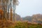 Autumn forest with golden leaves and pure exotic sky. Copy space_