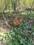 Autumn. in the forest on the grass lies a basket for mushrooms