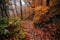 autumn forest hike with crunchy leaves and colorful plants