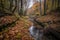 autumn forest hike with crunchy leaves and a stream in the background