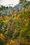 autumn forest. Hiking through the big colorful beautiful swiss forests. Landscape zurich oberland switzerland