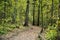 Autumn forest with hiking trail with golden tree leaves