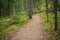 Autumn forest with hiking trail with golden tree leaves