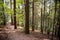 Autumn forest with hiking trail with golden tree leaves