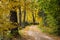 Autumn forest with hiking trail with golden tree leaves and sun rays in Latvia, Ligatne