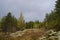 Autumn forest in Karelia region