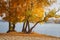 Autumn forest lake landscape. Autumn forest lake water scene. Golden autumn forest lake view