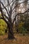 Autumn forest landscape with bare twisting tree and sun shining through branches.