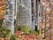 Autumn forest landscape in Carpathian Mountains, Romania. Large aligned tree trunks in the woods