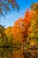 Autumn forest landscape. Golden autumn scenery. Autumn. Fall. A