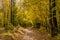 Autumn forest landscape with a path strewn with leaves