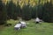 Autumn forest landscape in Triglav National Park, Planina v Lazu.