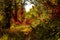 Autumn forest landscapes with rays of warm light illuminating the Golden red green foliage and path