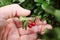 Autumn forest lingonberry, bush berry close up