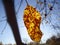 Autumn forest lost leaves. Apple orchard.