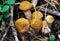 Autumn forest in Mari-El. Family of honey agarics.These mushrooms are good for marinade