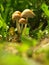 Autumn forest or meadowy mushrooms in grass. Beautiful closeup of forest mushrooms in garden. Gathering mushrooms. Ripe mushroom i