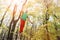 Autumn forest. middle aged athletic man practices slackline balance in autumn forest.