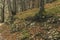 Autumn forest moody outdoor scenic view with falling foliage and tree