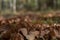 Autumn forest with moss and fallen leaves in the foreground, background with bokeh effect