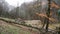 Autumn forest with mossy trees after rain. Beautiful mysterious calm of forest after rain, in cloudy weather in autumn