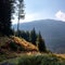 Autumn forest in the mountains. Austria. High spruce and gentle slopes of the Alps. Thick grass at the foot of the trees