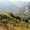 Autumn forest in the mountains. Austria. High spruce and gentle slopes of the Alps. Thick grass at the foot of the trees