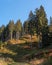 Autumn forest in the mountains. Austria. High spruce and gentle slopes of the Alps. Thick grass at the foot of the trees