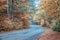 Autumn forest. Mystic charming enchanting landscape with a road in the autumn forest and fallen leaves on the sidewalk Colorful