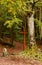 Autumn forest and mystical cross at the meadow