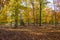 Autumn forest in national park De hoge Veluwe, the Netherlands
