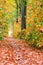 Autumn forest nature background. Autumn, fall forest. Path of red leaves towards light