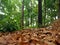 Autumn forest nature, vivid colorful forest through branches of trees