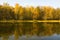 Autumn forest near lake